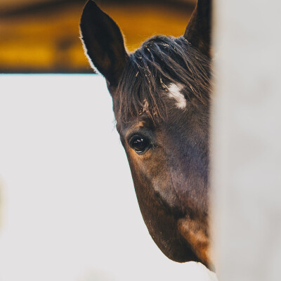 🐎 💼 • Les écuries, les contraintes … cover