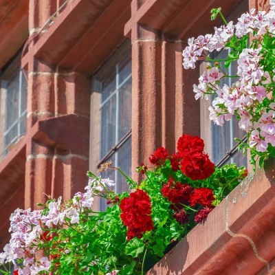 Découvrez les plus belles villes fleuries de France ! cover