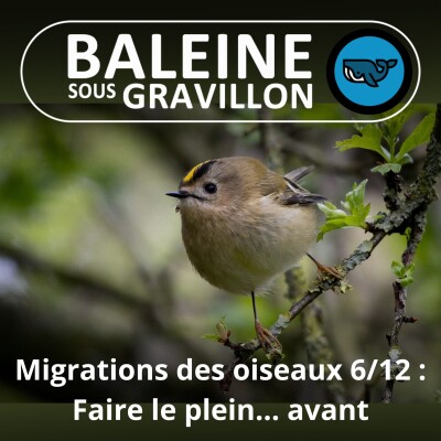 S04E22 Migrations des oiseaux 6/12 : Faire le plein avant le décollage, Adrien de Montaudouin (ornithologue) cover