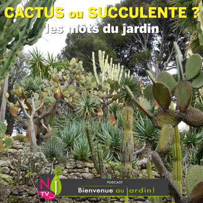 #85: LES MOTS DU JARDIN : DIFFÉRENCE ENTRE CACTUS ET SUCCULENTES cover