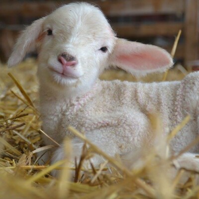 L'amour est dans le pré cover