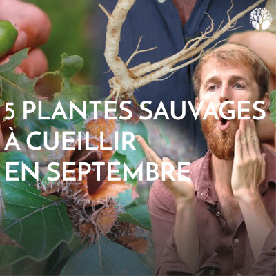 🌿 Les 5 plantes sauvages à cueillir en septembre 🍂 cover