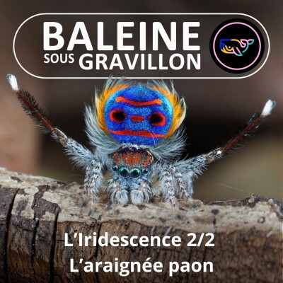 S07E139 Faire "-scence" : Iridescence 2/2, la "choré" de l'Araignée-Paon cover