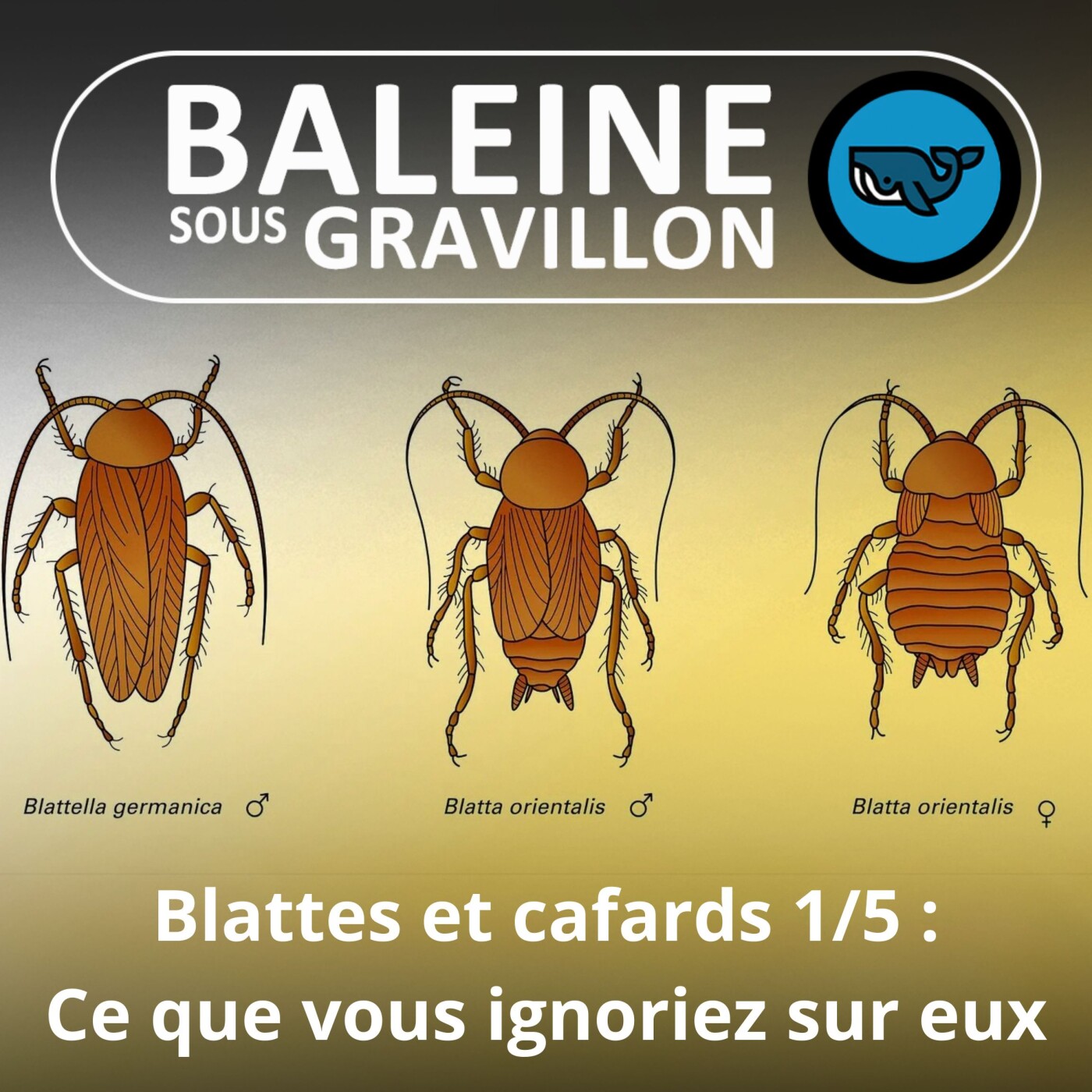 Baleine sous Gravillon