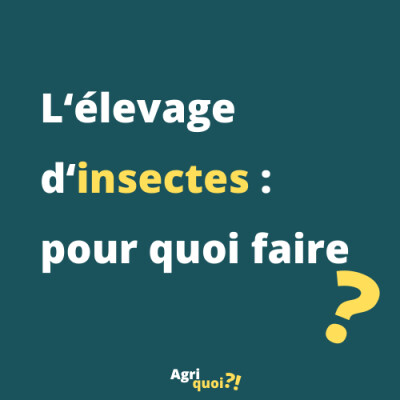 L'élevage d'insectes : pour quoi faire ? cover
