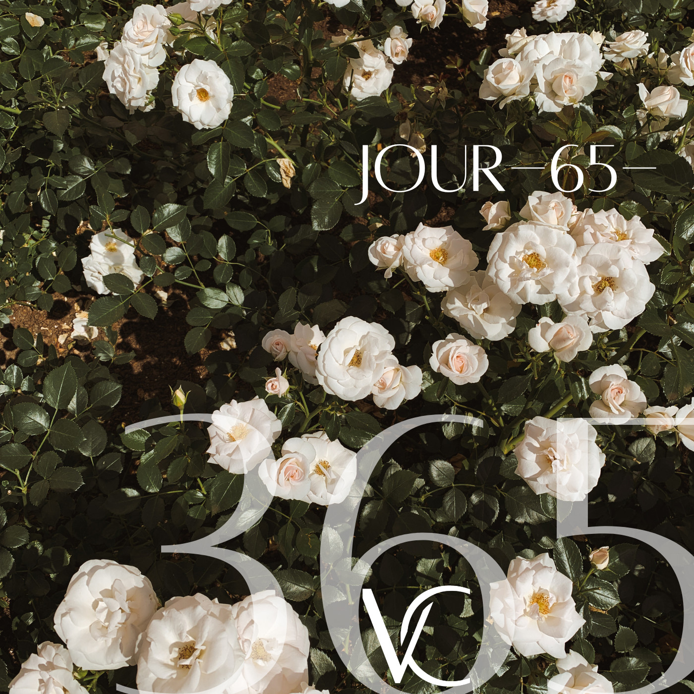LIVE 365 by Valérie Carchi