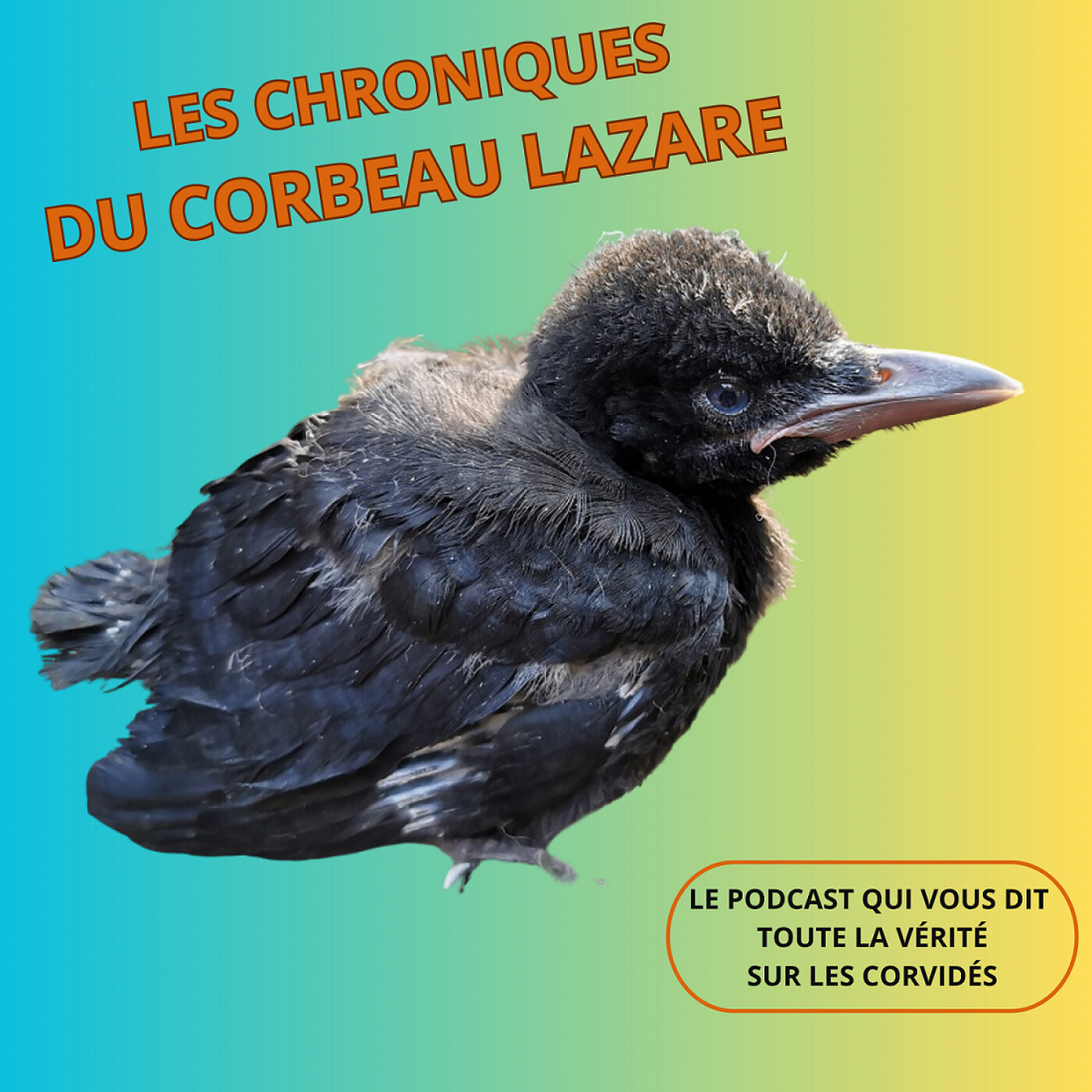 Les chroniques du corbeau Lazare