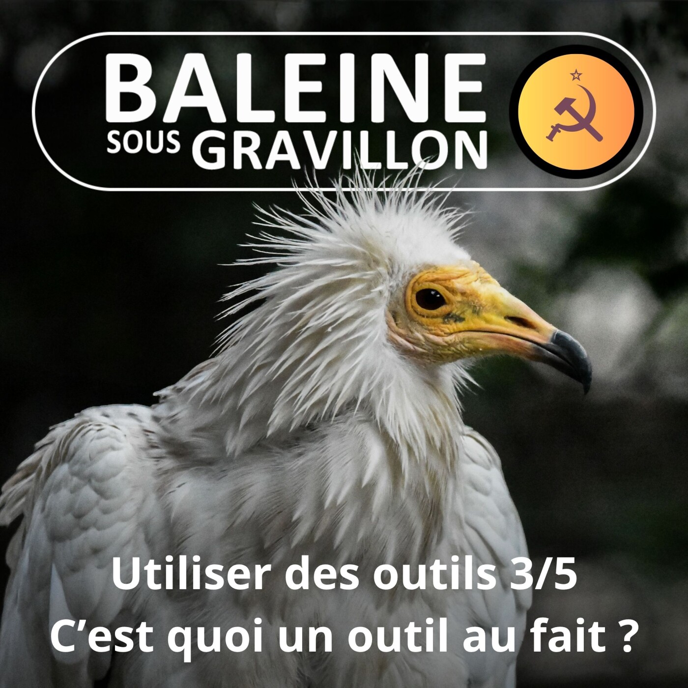 S07E29 Les outils des animaux 3/5 : C'est quoi un outil au fait ?