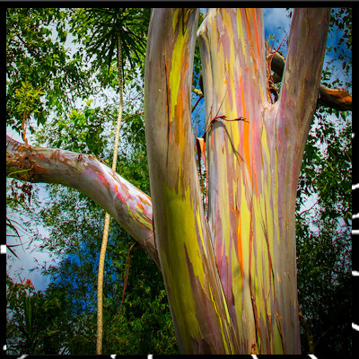 Prendre soin de vous est essentiel épi 7 Focus sur l'Eucalyptus avec Anne Merry cover