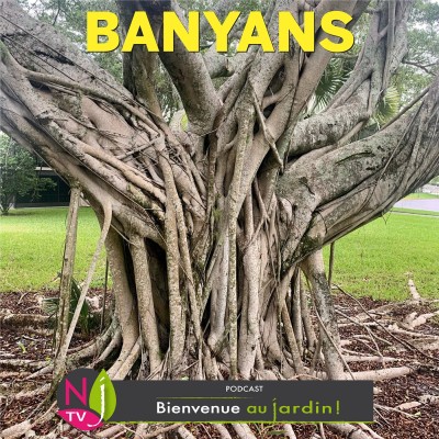 HISTOIRES BOTANIQUES: LES BANYANS DES FIGUIERS QUI POUSSENT À L’INFINI cover
