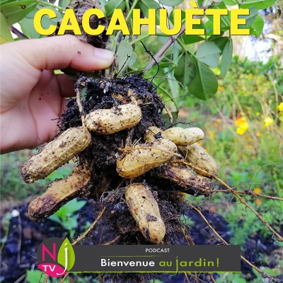 HISTOIRES BOTANIQUES: ARACHIDE, LA PLANTE QUI FRUTIFIE SOUS TERRE cover