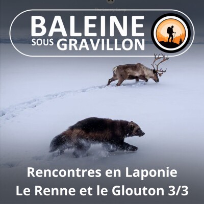 S02E22 Rencontres en Laponie : Le Renne et le Glouton (Kris de Bardia 3/3) cover