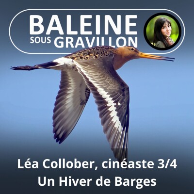 S02E50 Léa Collober, cinéaste 3/4 : Les Animaux picoreurs filtreurs pêcheurs, Barges, autres Échassiers, Martin Pêcheur cover