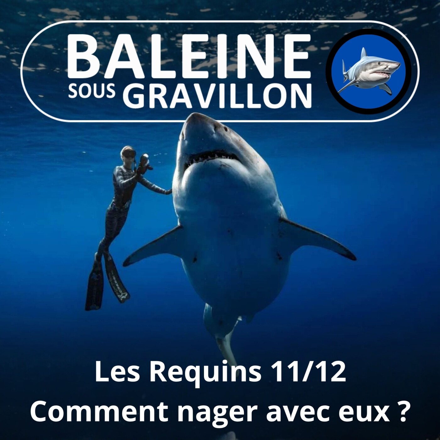 S04E15 Requins 11/12 : Les différents types de nage à (re)connaître episode artwork