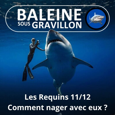 S04E15 Requins 11/12 : Les différents types de nage à (re)connaître cover