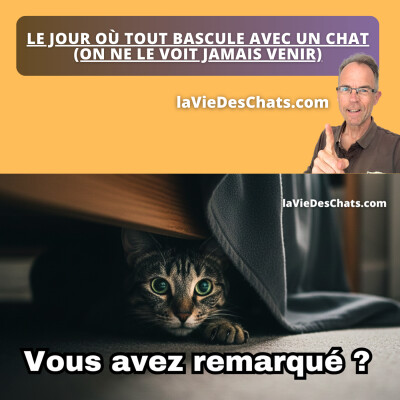 LE JOUR OÙ TOUT BASCULE AVEC UN CHAT (ON NE LE VOIT JAMAIS VENIR) cover