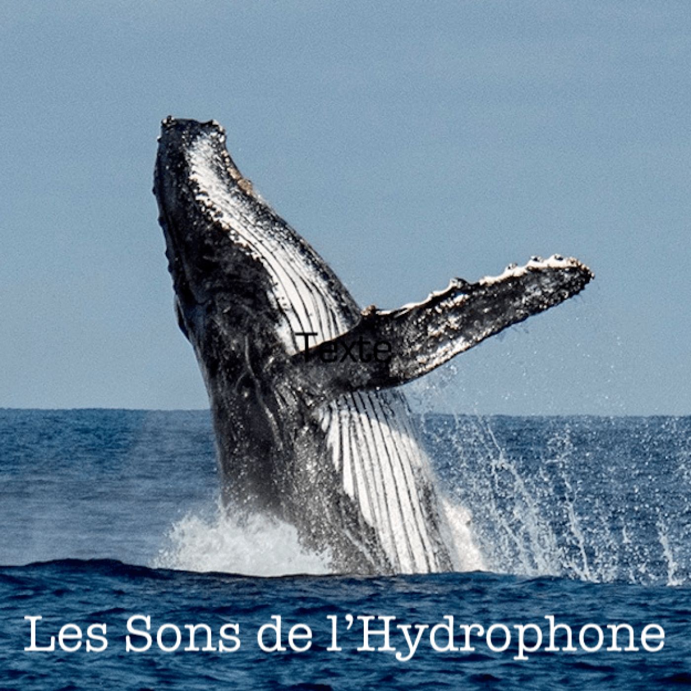 Les Sons de l'Hydrophone