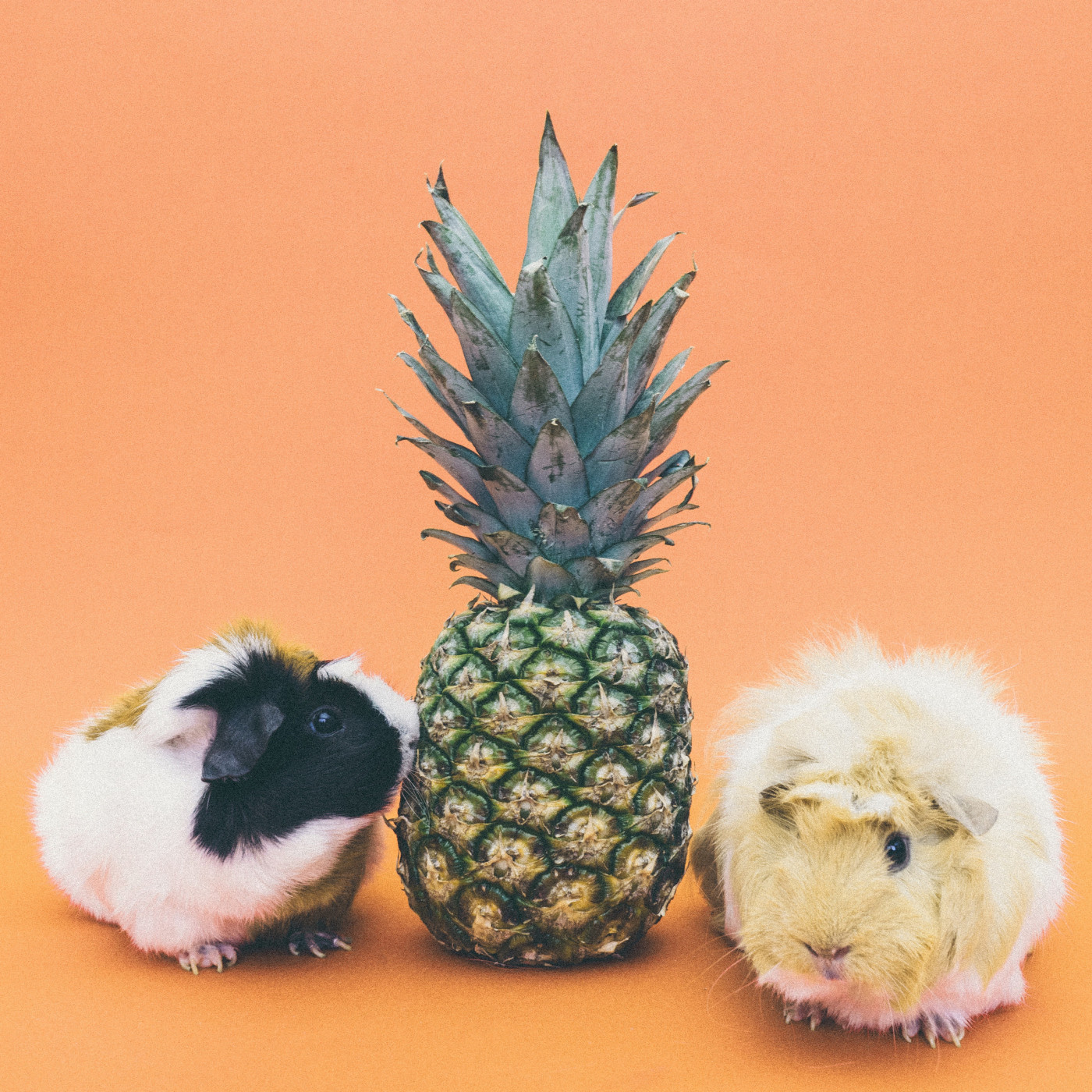 WILD - PODCAST ANIMALIER #0 - TEASER PRESENTATION EMISSION