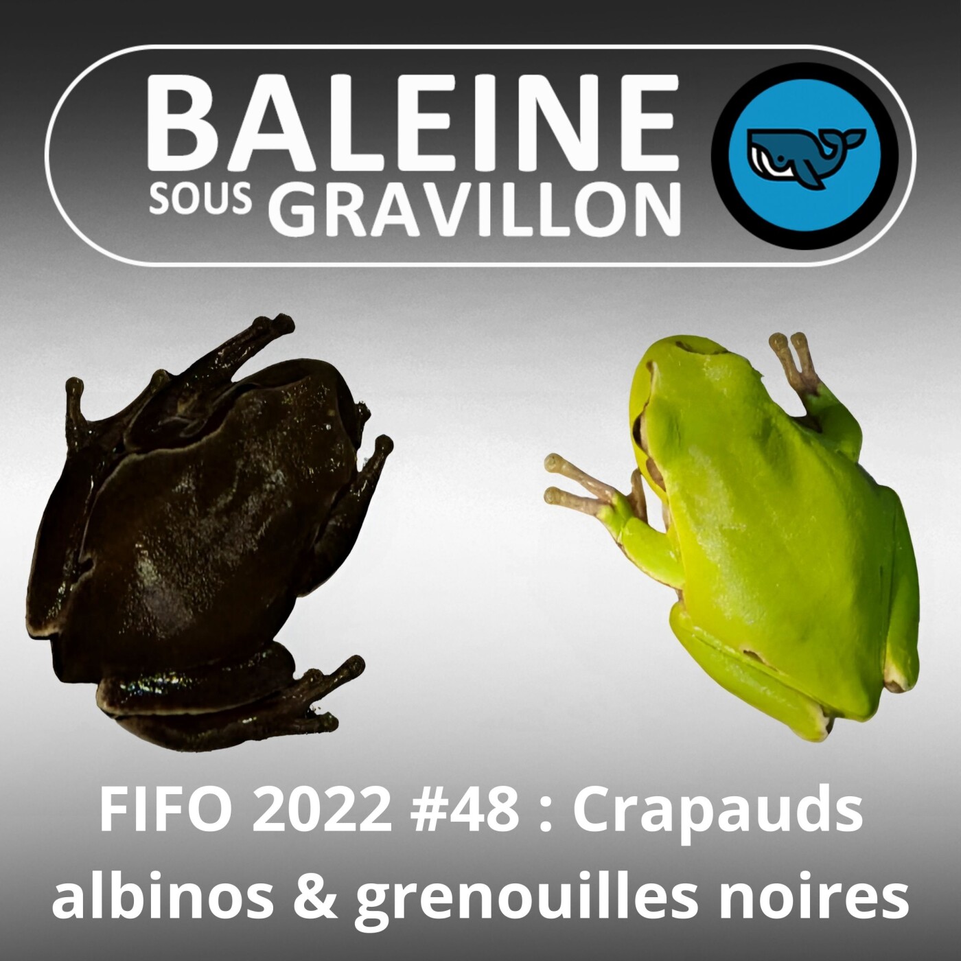 FIFO #48 : Crapauds albinos et Grenouilles noires (Corentin Foucher et David Leduc, herpétologues)