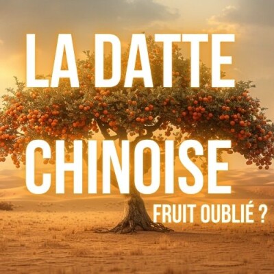 Jujubier : goût de datte, ultra-résistant à la sécheresse cover