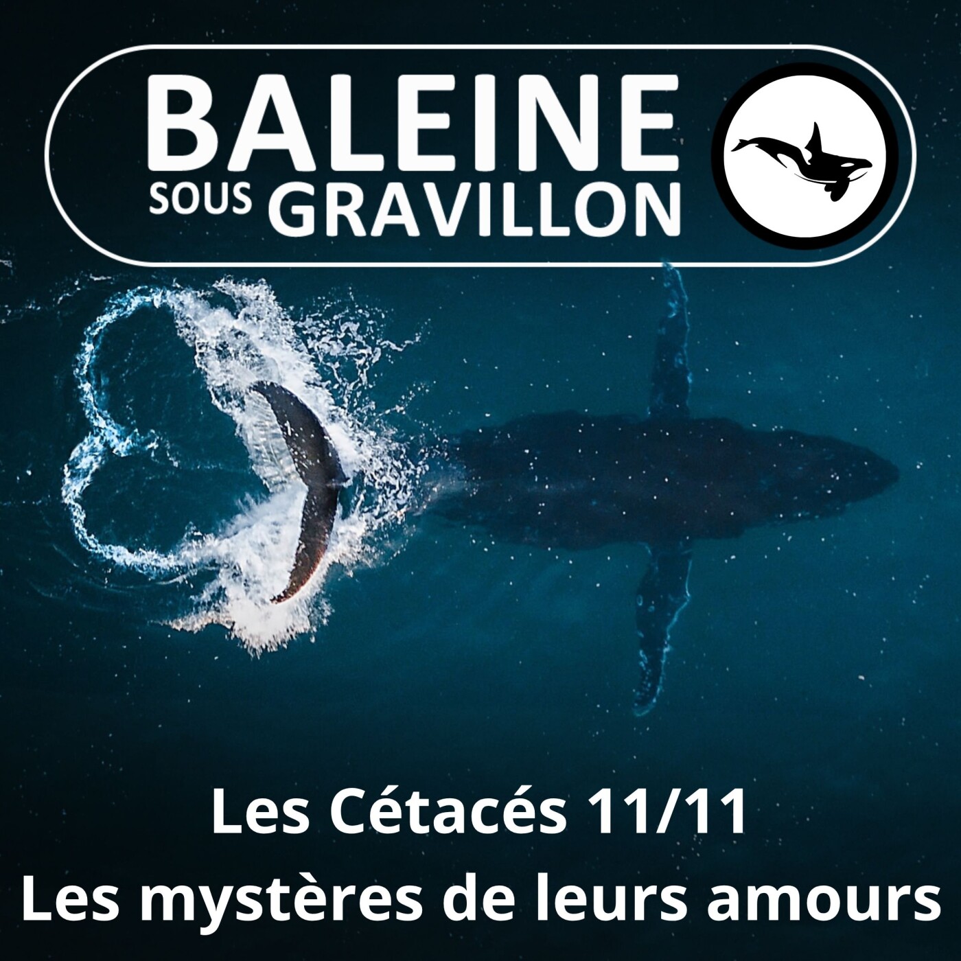 S03E63 Les Cétacés 11 : Les mystères de leurs amours episode artwork