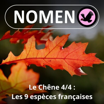 S02E28 Le Chêne 4/4 : sessile, pédonculé, pubescent, liège, vert, tauzin ...  Les 9 espèces françaises cover