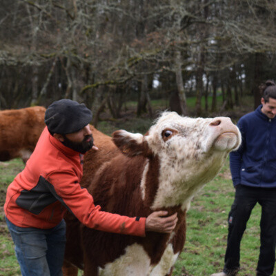 #46 La Ferme Ecologique de Gorce 🐃 ⬆️ Elever les Bovins et Relation a la Mort cover