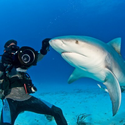 S04E12 Requins 8/12 : Leurs "bulles" sociales, du timide à l'intime (Steven Surina, requinologue) cover