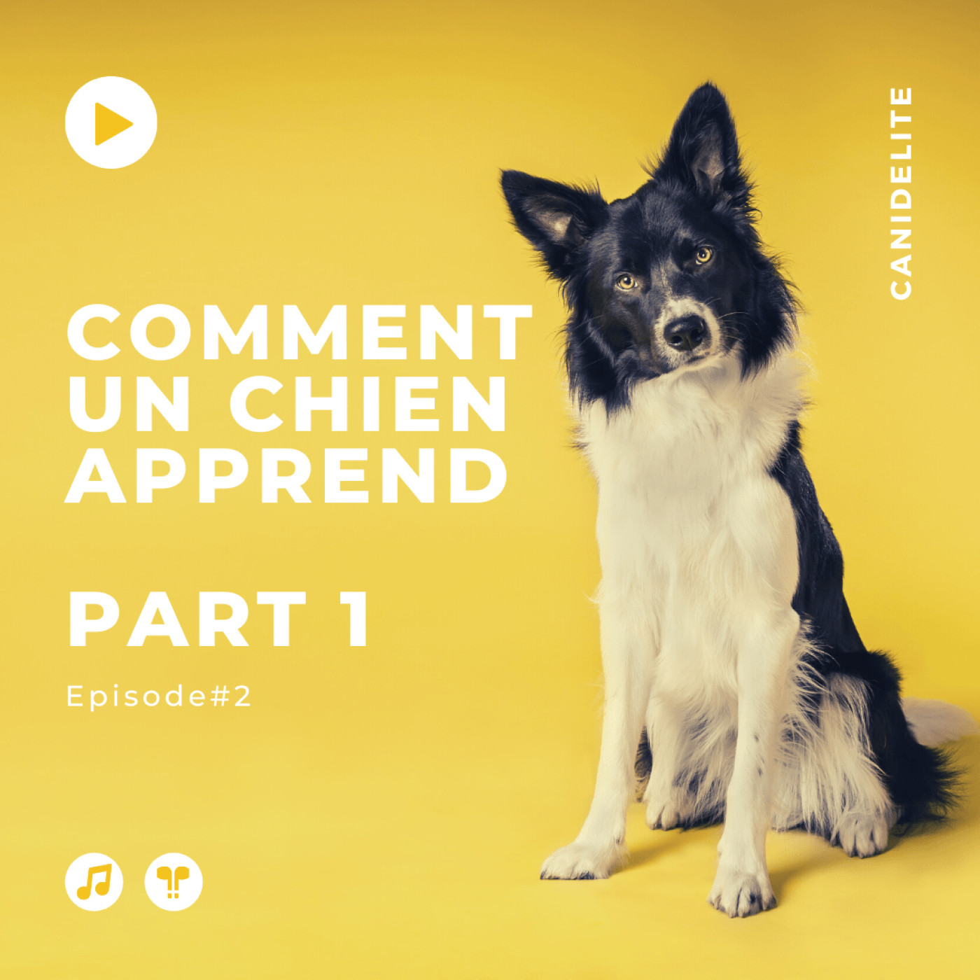 Episode #2 : Comment un chien apprend ? Part 1