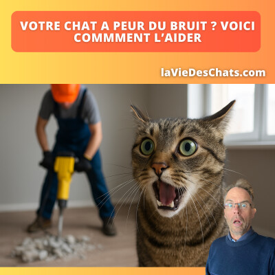 BRUITS DE FÊTE OU DE TRAVAUX : 5 RÉFLEXES POUR PROTÉGER VOTRE CHAT DU STRESS cover