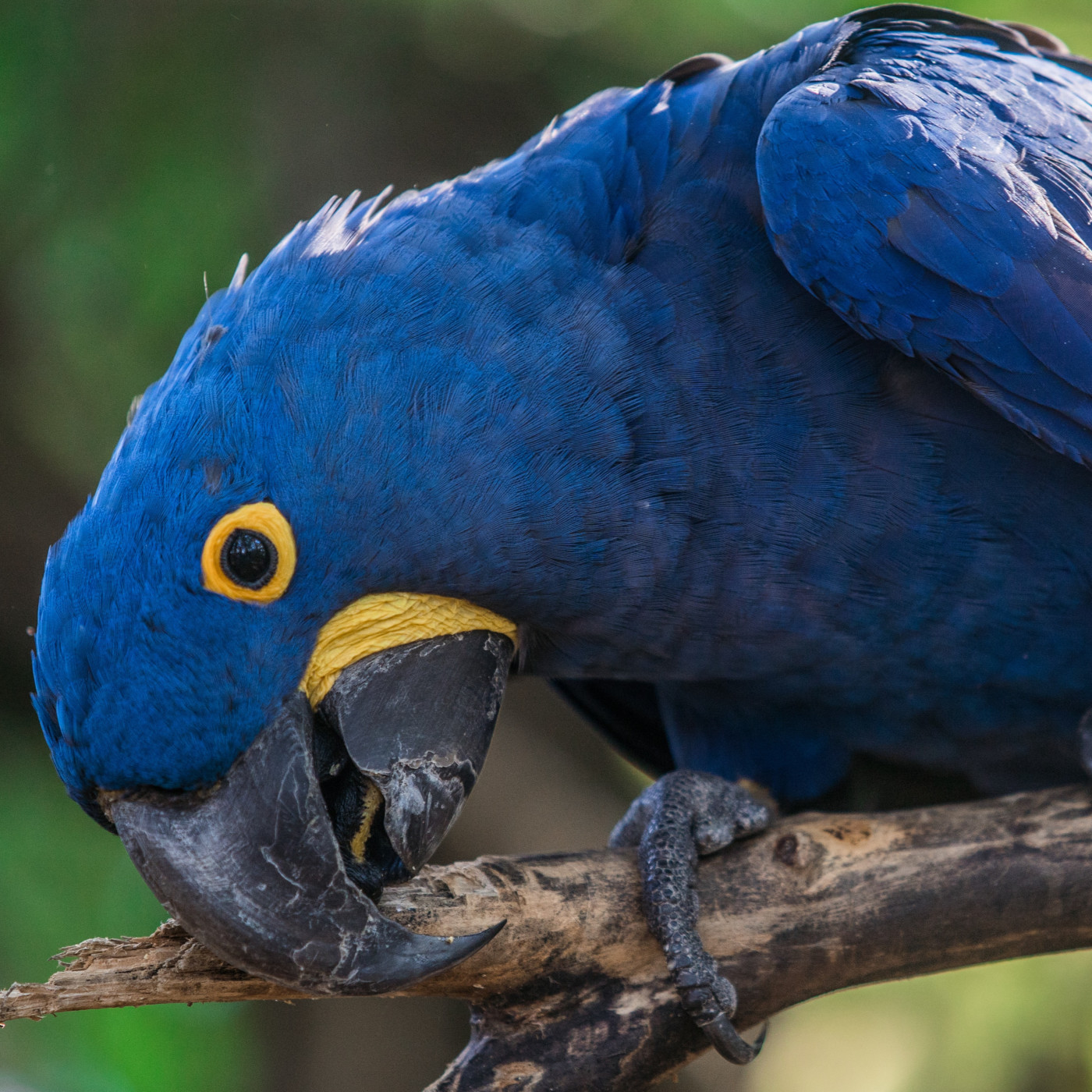 WILD - PODCAST ANIMALIER #0 - TEASER PRESENTATION EMISSION