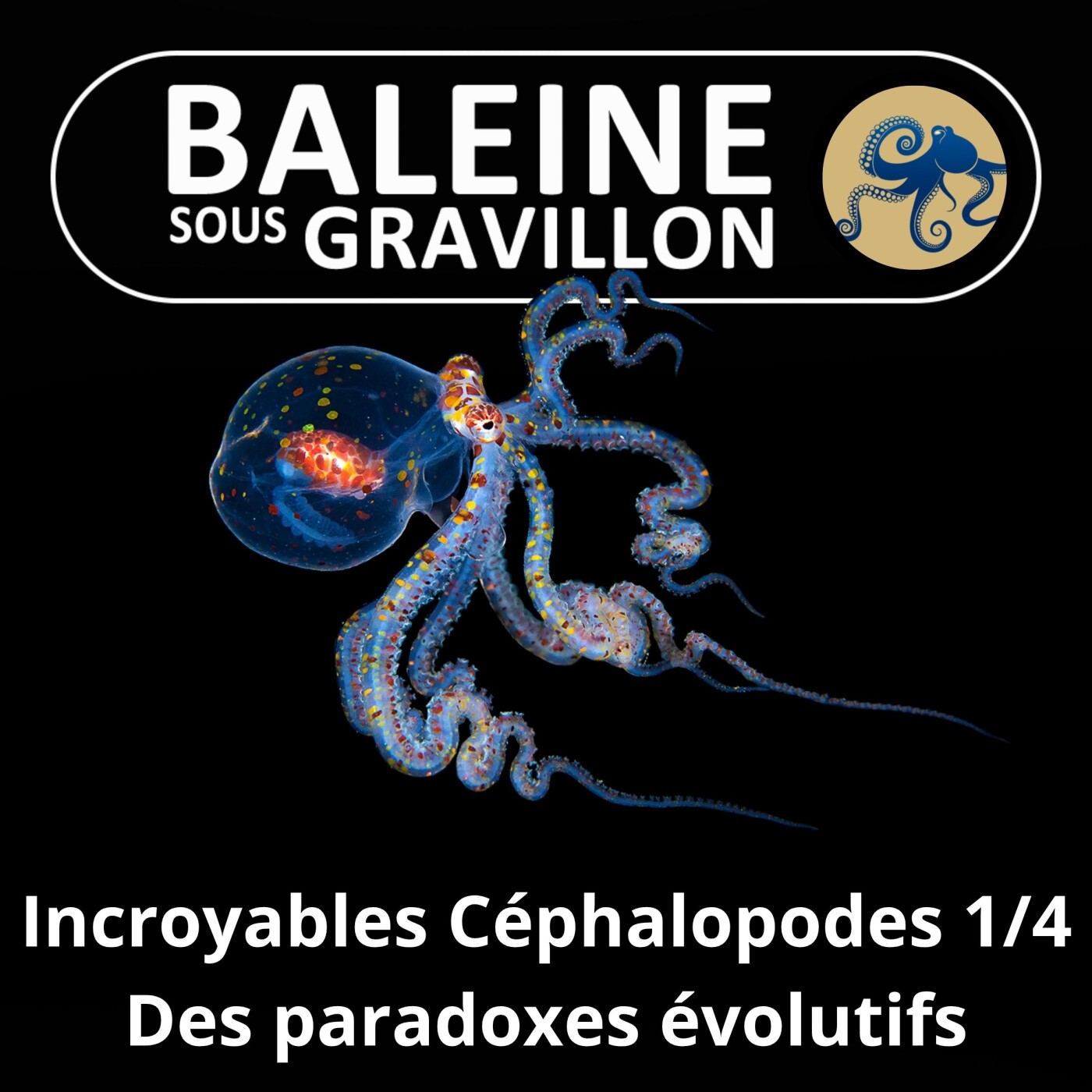 S06E23 Incroyables Céphalopodes 1/4 : Des paradoxes évolutifs si méconnus episode artwork