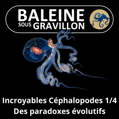 S06E23 Incroyables Céphalopodes 1/4 : Des paradoxes évolutifs si méconnus cover