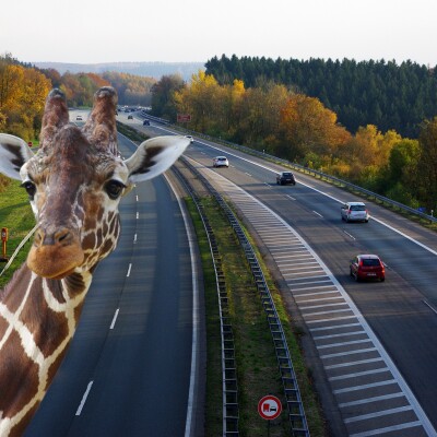 Animaux et autoroutes, cohabitons ! cover