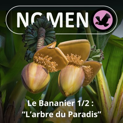S05E08 Le Bananier 1/2 : "L'arbre du Paradis" cover