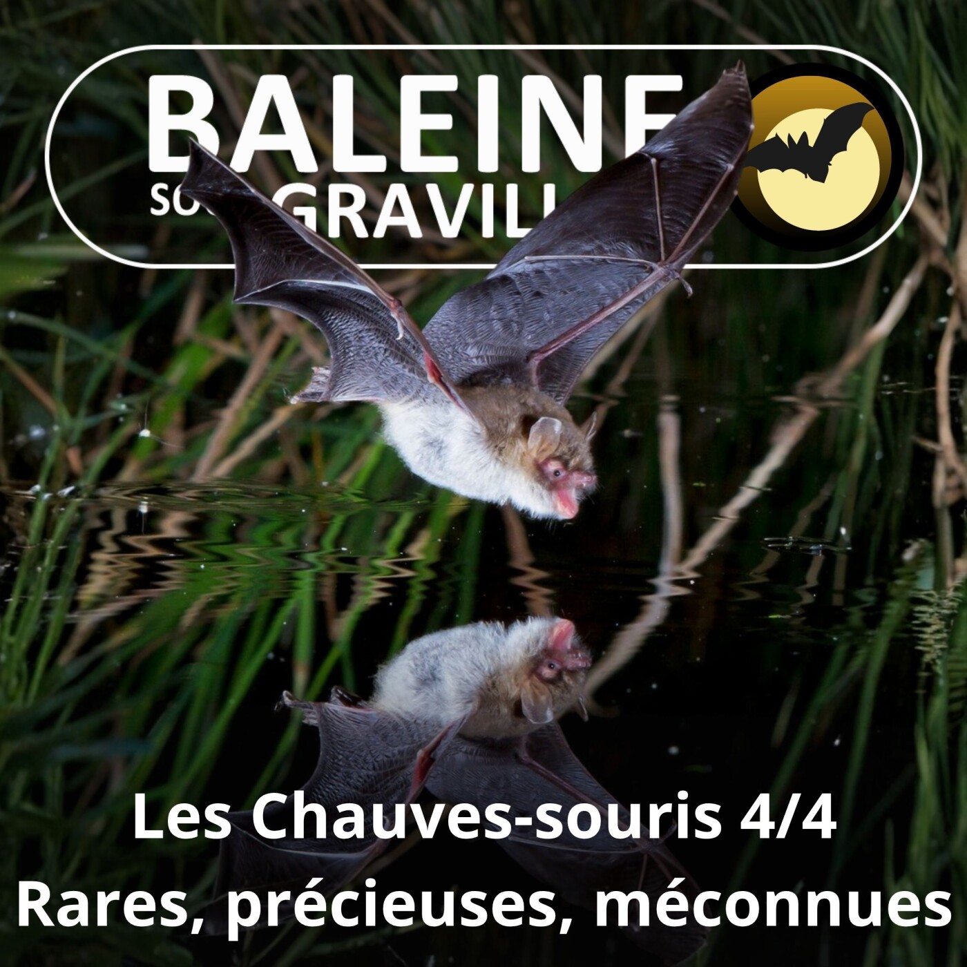 S02E28 Les Chauves-souris 4/4 : Rares, précieuses, mal connues (François Moutou) episode artwork