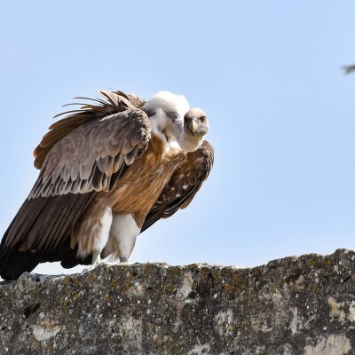 VULTURING : Quand les Vautours Émotionnels Guettent cover