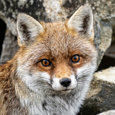 Episode 1: La corneille et le renard cover