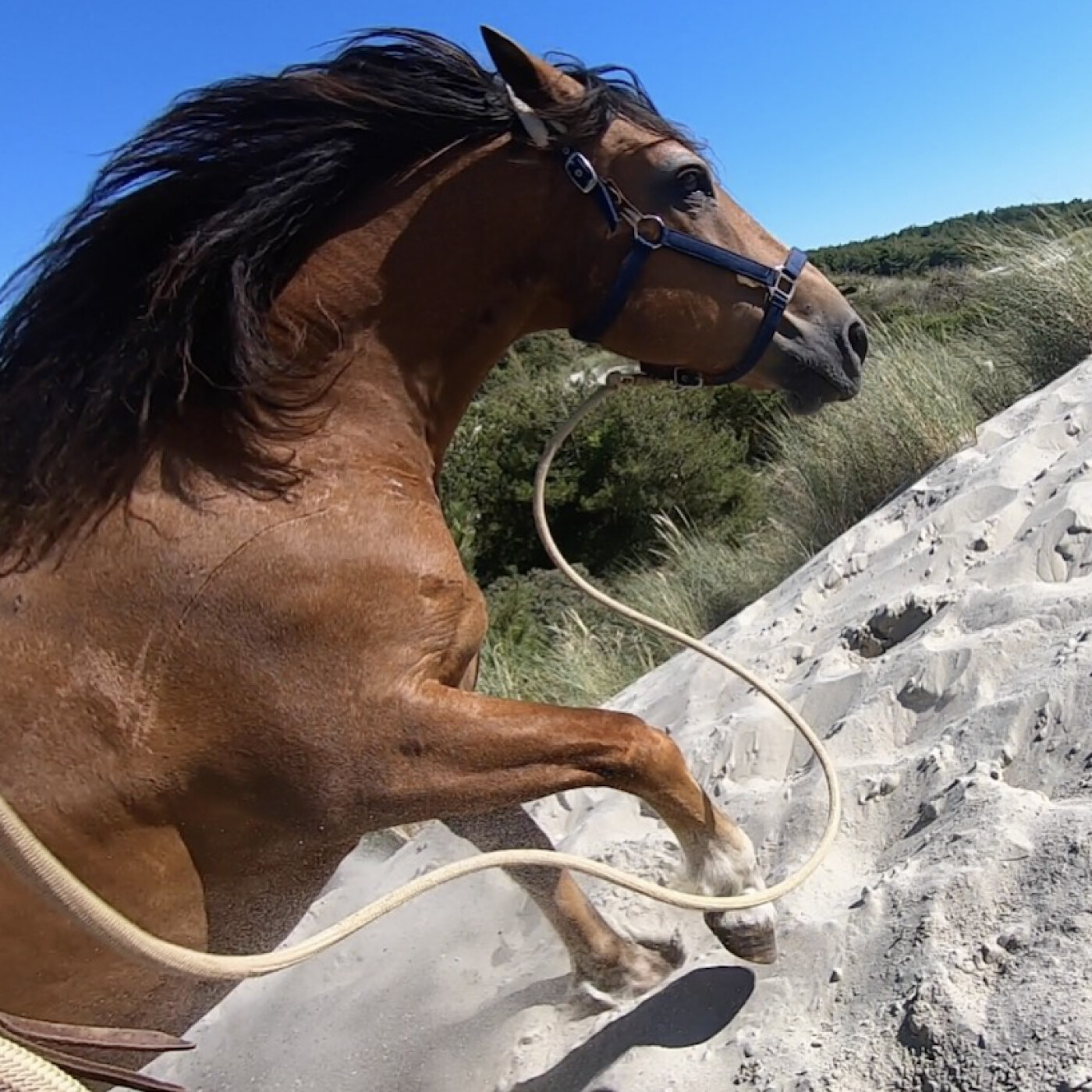 Les vocaux d'Happiculture cover art