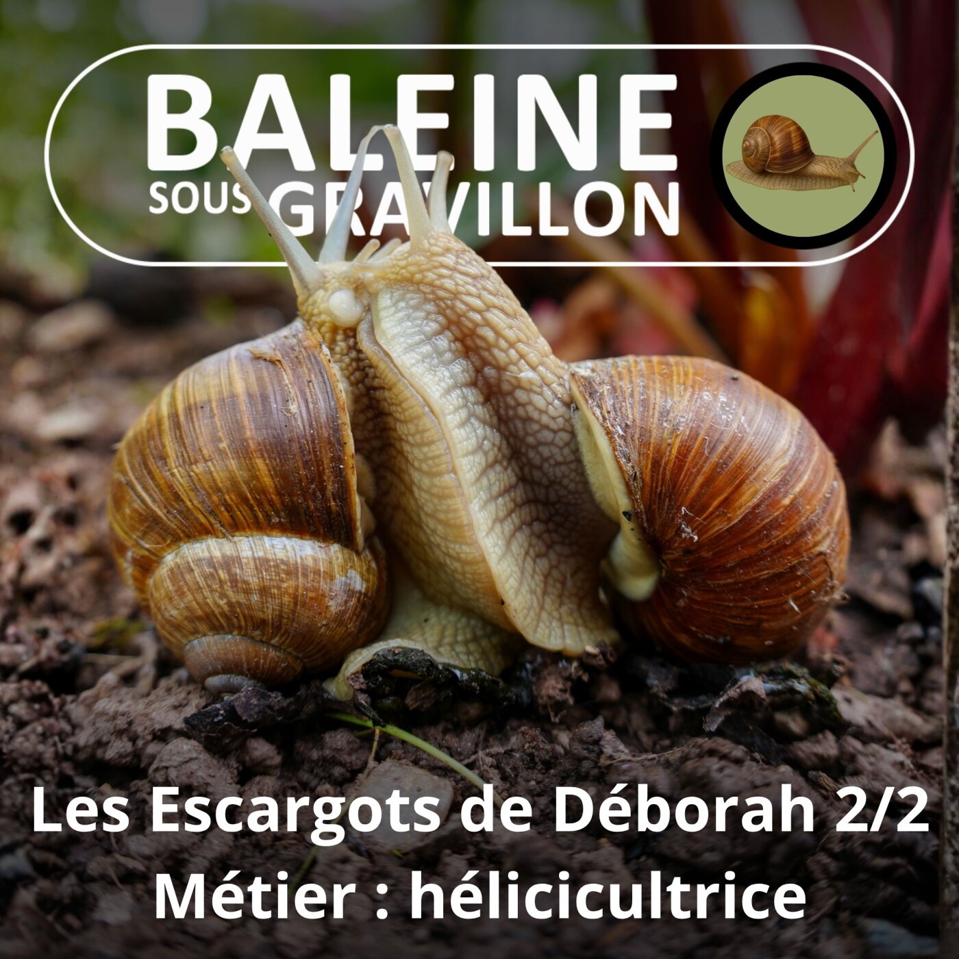 S02E32 L'escargot qui m'apprit l'importance de la lenteur 2/2 (Déborah Hamon, hélicicultrice) episode artwork
