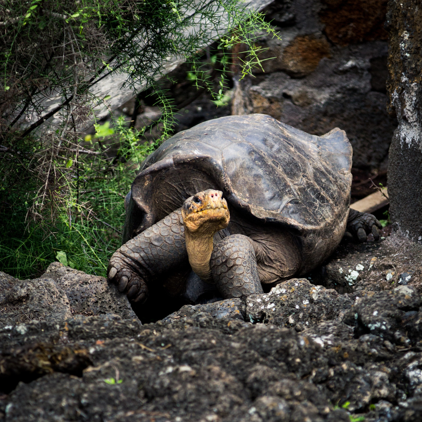 WILD - PODCAST ANIMALIER #0 - TEASER PRESENTATION EMISSION