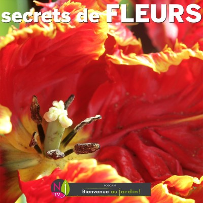 HISTOIRES BOTANIQUES: QU’EST-CE QU’UNE FLEUR ? cover