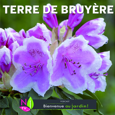 PAROLES D'EXPERTS: PLANTES DE TERRE DE BRUYÈRE cover