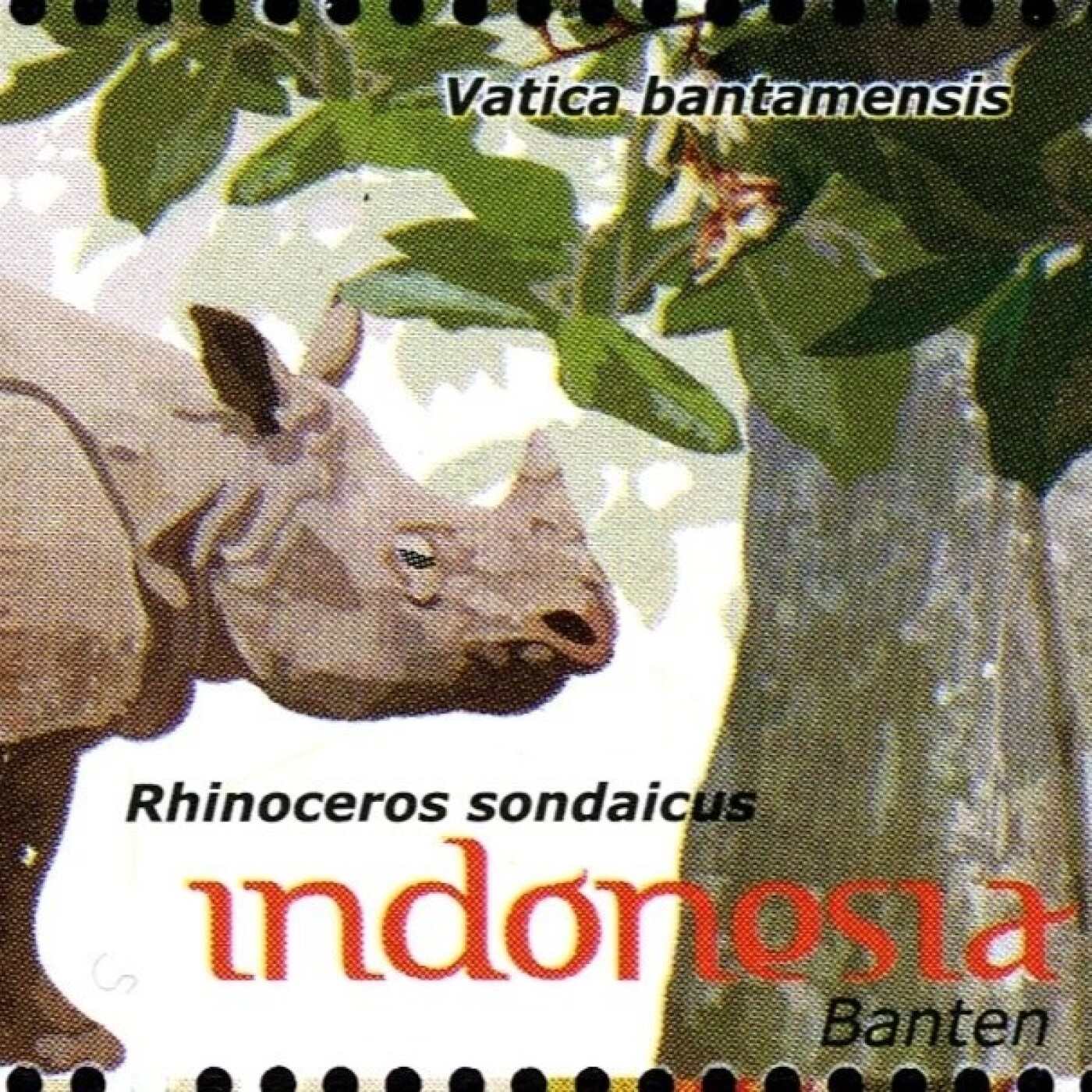 S03E11 Replanter la forêt en Indonésie 3/4 : Le Rhinocéros de Java, le plus rare du monde (Réo, Planète Urgence)