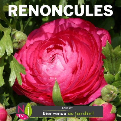 HISTOIRES BOTANIQUES: LES RENONCULES, JOLIES FLEURS DE SAISON cover