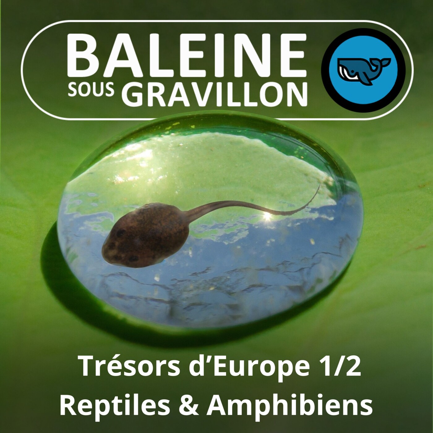 BEST OF D'ÉTÉ #03 Trésors d'Europe 1/2 : Amphibiens et Reptiles (Olivier Marquis) episode artwork