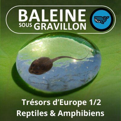 BEST OF D'ÉTÉ #03 Trésors d'Europe 1/2 : Amphibiens et Reptiles (Olivier Marquis) cover