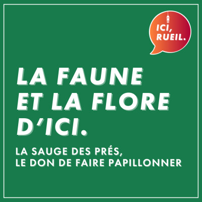 La Faune et la Flore d'Ici : La sauge des prés, le don de faire papillonner cover