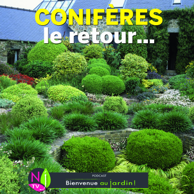 LE DOSSIER: LE GRAND RETOUR DES CONIFÈRES cover