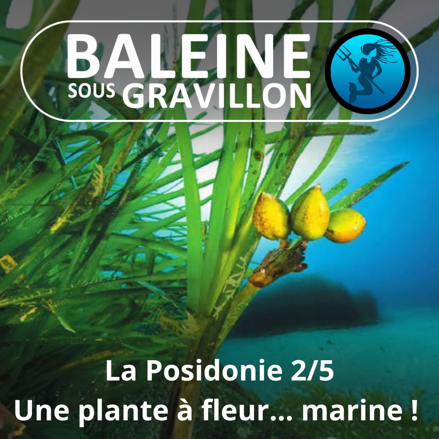 S04E80 La Posidonie 2/5 : Une plante à fleur et à fruit ... sous-marine ! episode artwork